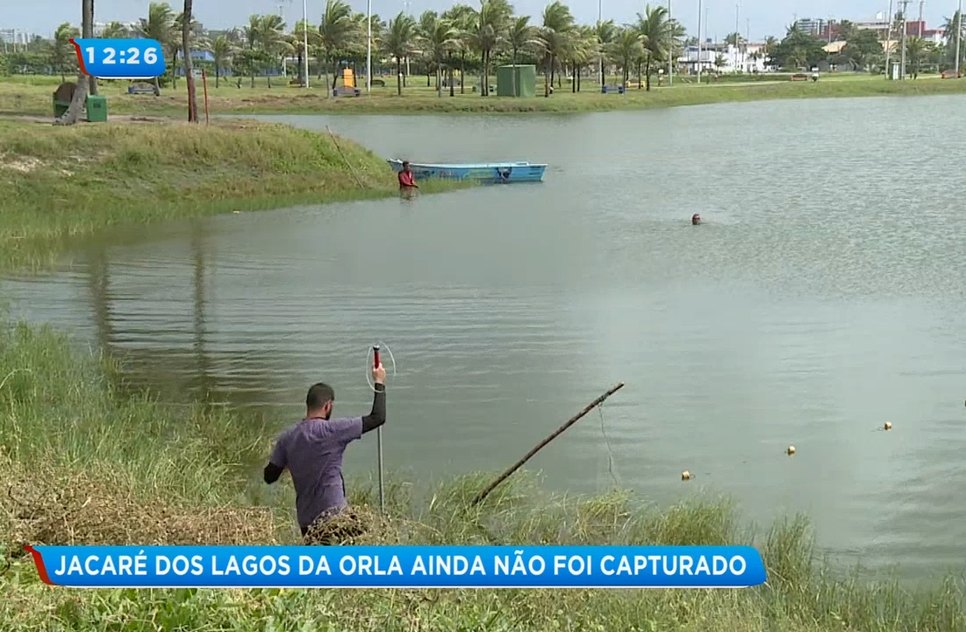 Jacaré Lagos da Orla resgate
