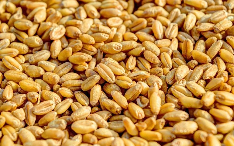 Rússia culpa Ucrânia e Reino Unido pelo colapso do acordo de grãos