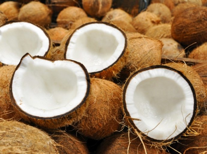 Adeal inicia levantamento fitossanitário na cultura do coco