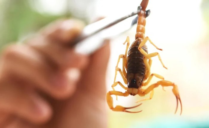 Escorpião amarelo é o mais comum das espécies em Alagoas