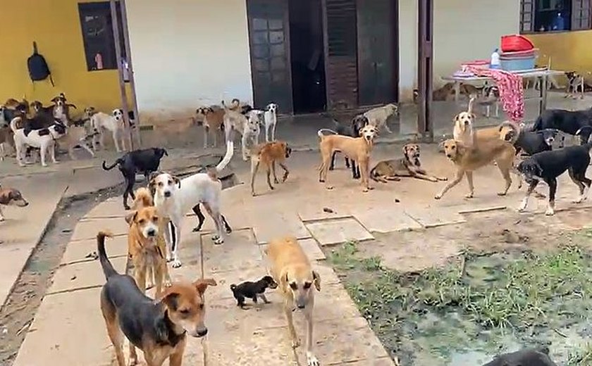 Cerca de 300 cães são flagrados em situação de maus-tratos; há suspeita de canibalismo