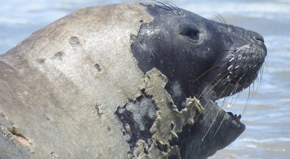 O elefante-marinho estava em processo natural de troca de pelagem - Foto: Divulgação/Biota