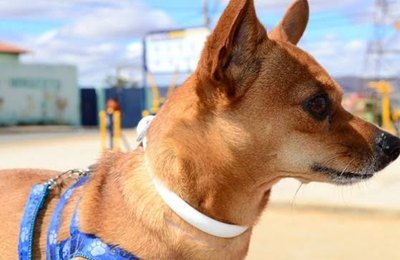 Cães recebem coleiras com inseticida para prevenir a leishmaniose em Palmeira dos Índios