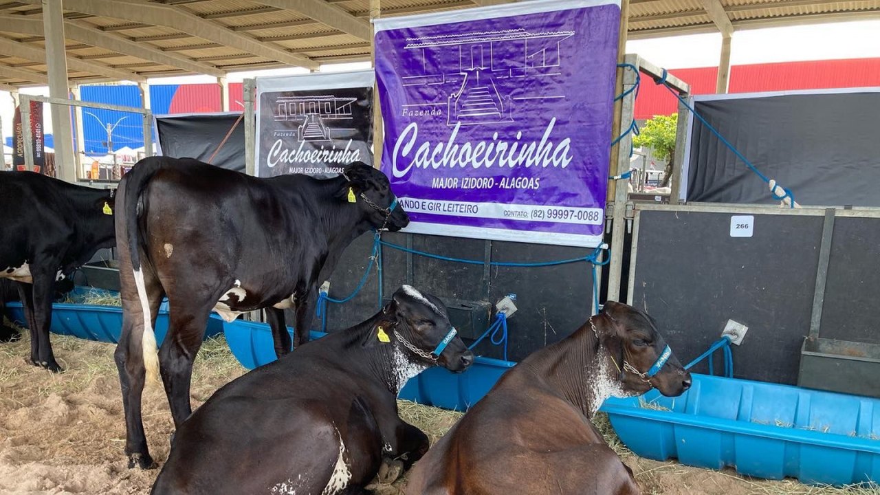 72ª Expoagro realiza única oferta de gado leiteiro da exposição neste sábado (29)