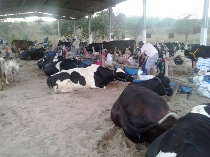 Torneios de leite apoiados pelo Governo movimentam Major Isidoro e Traipu