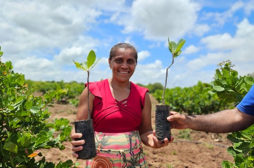 Projeto Caju beneficia mais de 100 produtores e distribui 10 mil mudas no semiárido cearense