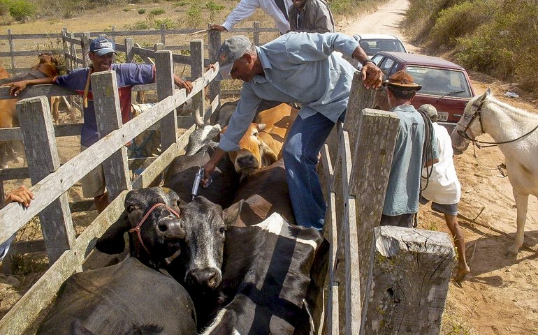Limoeiro supera meta do Ministério da Agricultura com vacinação de 93,96% do rebanho contra a febre aftosa