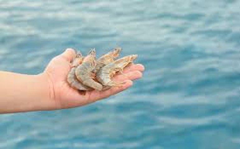 Cozinhar vivo é cruel? Estudo brasileiro mostra sensibilidade de lagostas e camarões