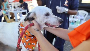 Campanha de adoção de animais oferta consultas, vacinação e outros serviços gratuitos em Aracaju neste sábado; saiba como participar