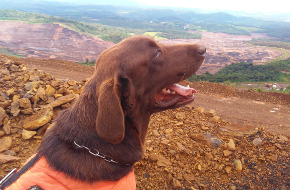 Labrador Jimmy SSP SE