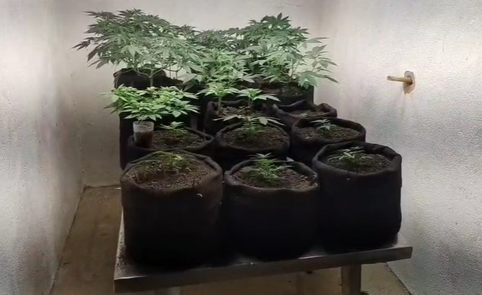 Polícia Civil desmonta laboratório de maconha em Maceió Polícia Civil desmonta laboratório de maconha em Maceió