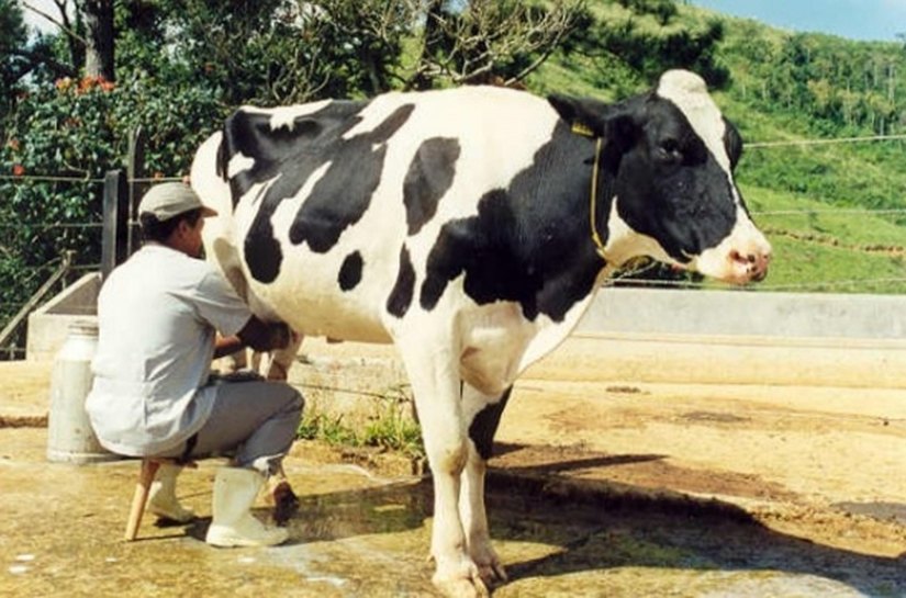 Arapiraca recebe Seminário de Ordenha Higiênica e Qualidade do Leite