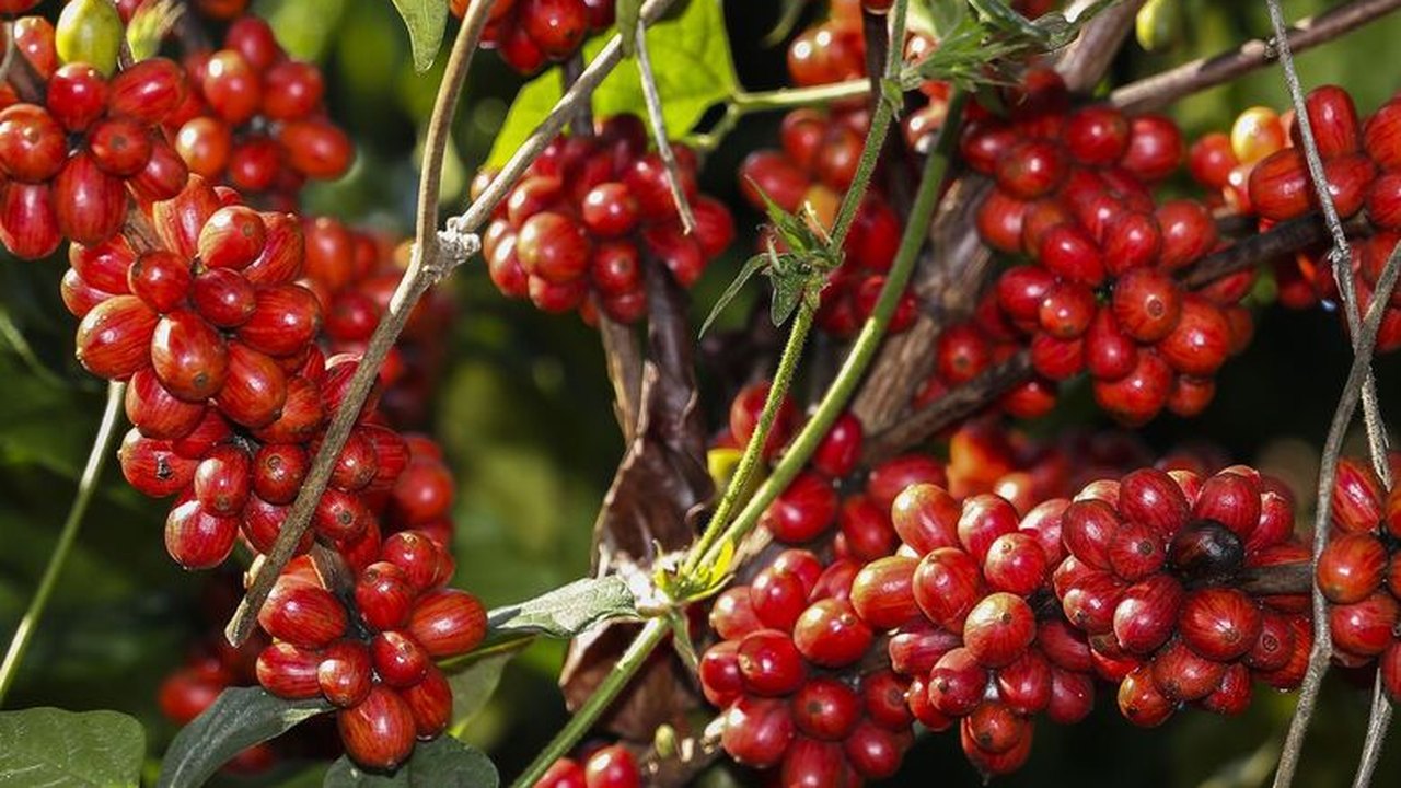 Safra de café deve registrar aumento de 16,8% em 2022, diz Conab
