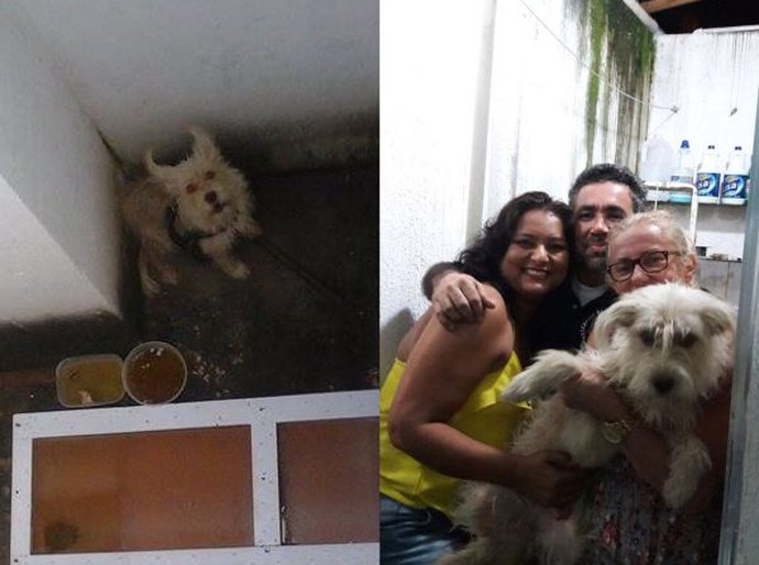 Comissão da OAB resgata cadela que estava há cinco dias sem comida e água