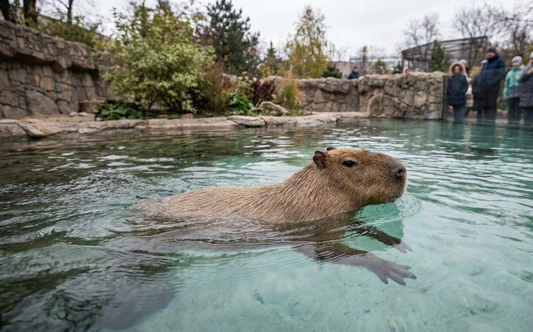 Capivara do Zoológico de Moscou encanta ao nadar como uma “fada”