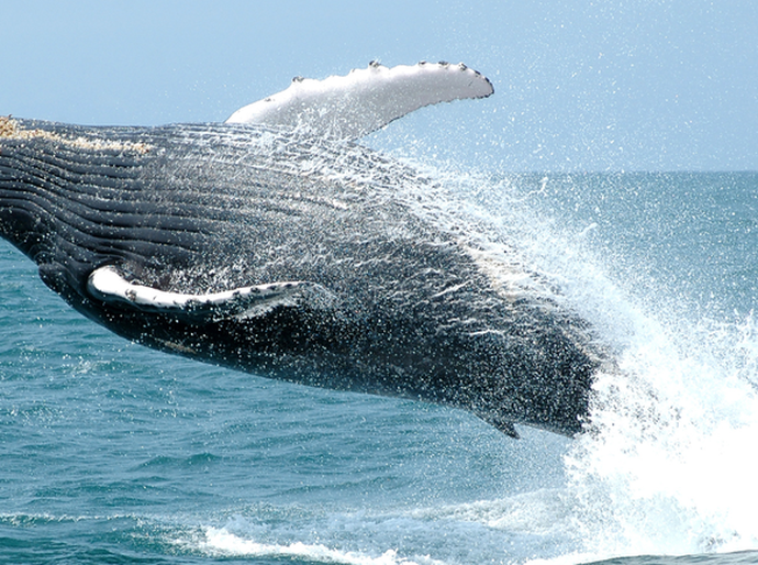 Observação de Baleias: Turismo Responsável movimenta a economia e protege fauna marinha brasileira
