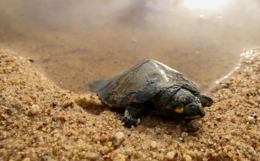 Raridade nascida em Moscou: filhote de tartaruga-panqueca encanta o zoológico
