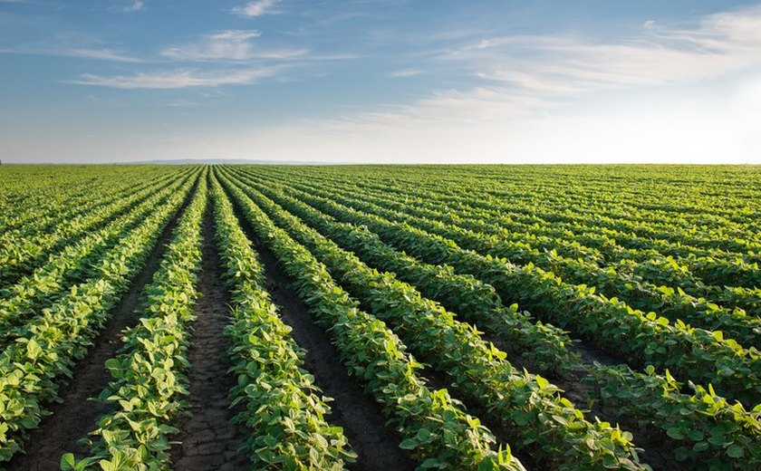 Conab prevê novo recorde na produção de grãos