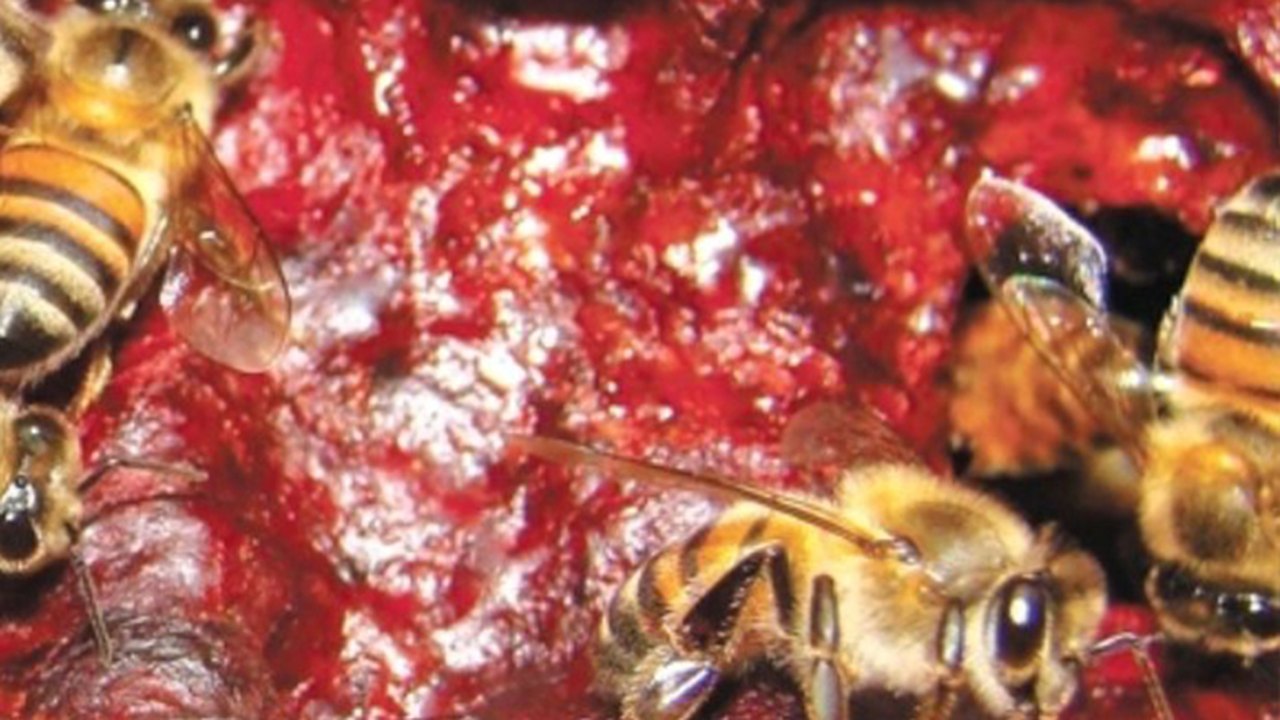 Projeto capacita pescadores para produção de própolis vermelha no Estado