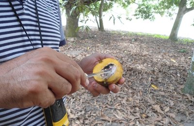 Adeal descarta presença de praga da manga em Alagoas