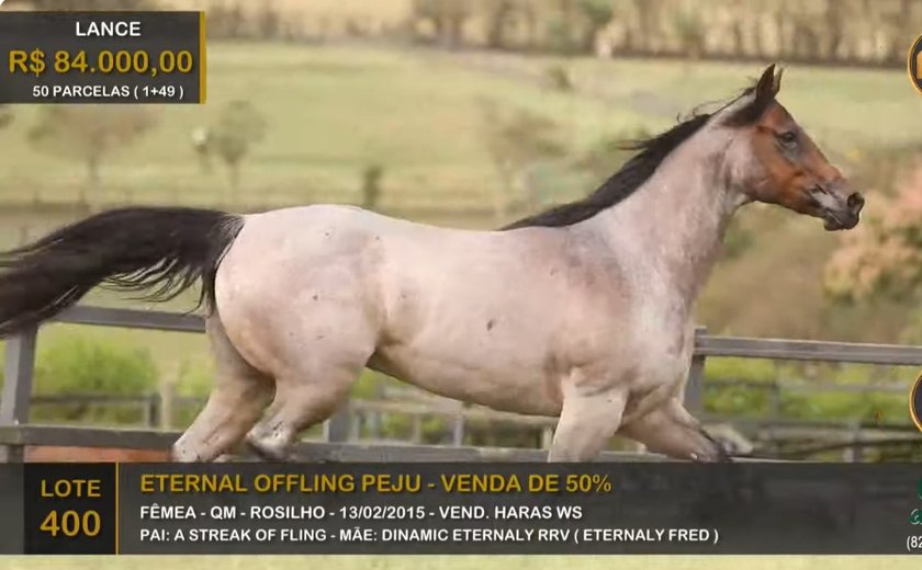 Lira compra cavalo de R$ 200 mil em leilão organizado por Wesley