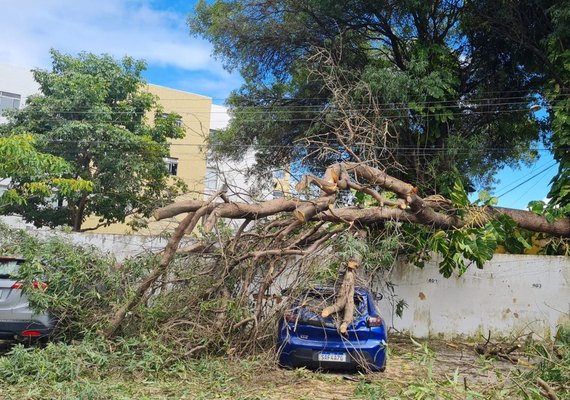Três carros são atingidos após queda de árvore em condomínio de Maceió