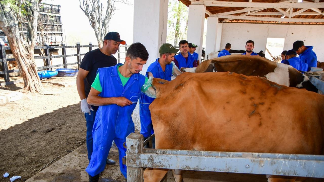 Agricultura capacita profissionais para inseminação artificial de rebanho bovino