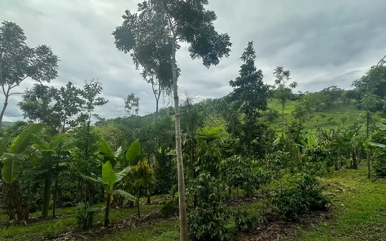 Agroflorestas florescem no Brasil: a produção aliada à preservação