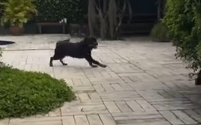 Cauã Reymond atualiza estado de saúde de cachorro envenenado