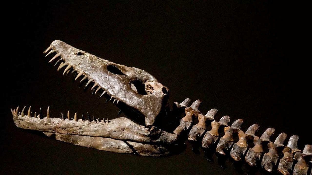 Vômito fossilizado revela segredo da digestão dos plesiossauros, aponta estudo