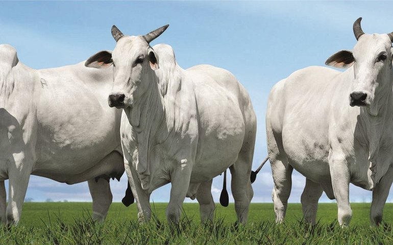 Cooperboi lança programa de qualidade de carne inédito em Alagoas