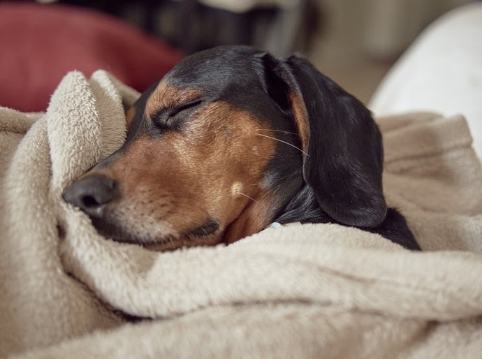 Dias frios exigem cuidados extras nos passeios com os pets