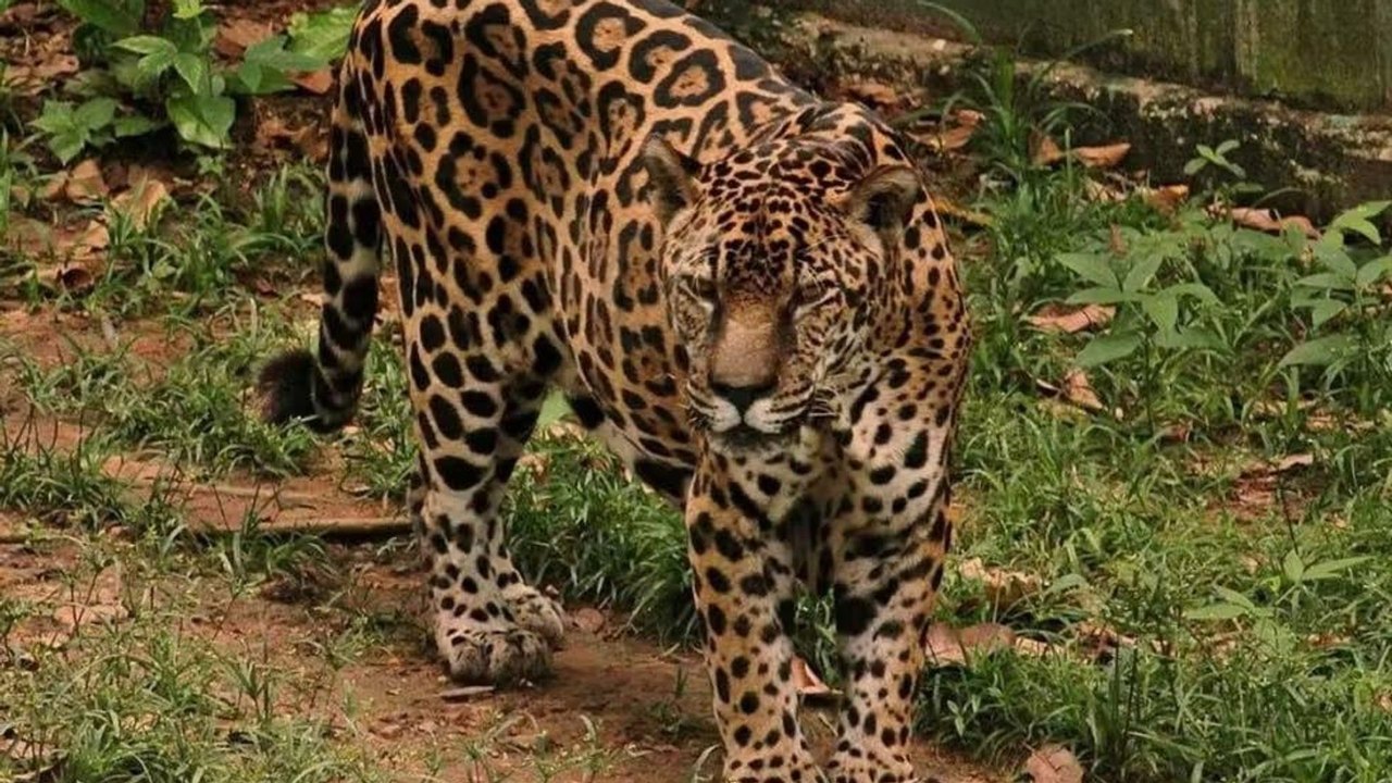Onça-pintada de Manaus entra para o Guinness aos 25 anos