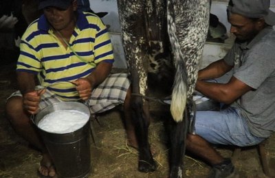 Expo Bacia Leiteira valoriza produção da agricultura familiar alagoana