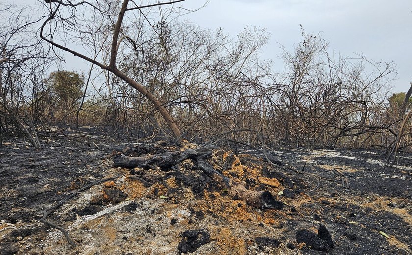 BNDES destina R$ 150 milhões para combater incêndios no Cerrado e Pantanal em ação inédita