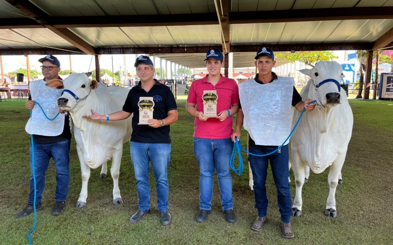 Raça Nelore se destaca na pista de julgamento da 72ª Expoagro Alagoas