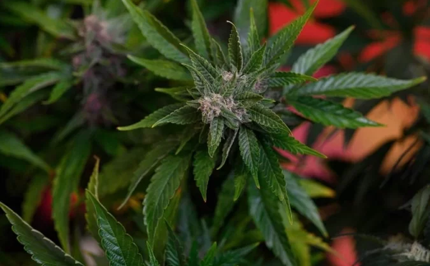 Uso de maconha pode encolher significativamente o tamanho dos testículos