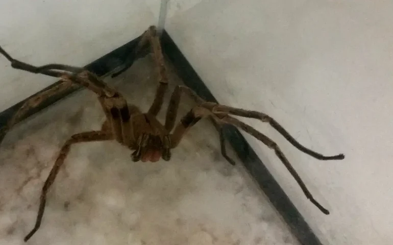 Elas comem qualquer coisa, inclusive umas às outras: ilha dos EUA sofre com cobras e aranhas