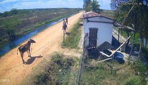 Três homens são presos por furto de gado e venda de carne imprópria para consumo em Sergipe