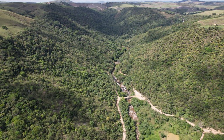 No Dia Internacional das Florestas, conheça o trabalho do IMA na proteção da vegetação nativa