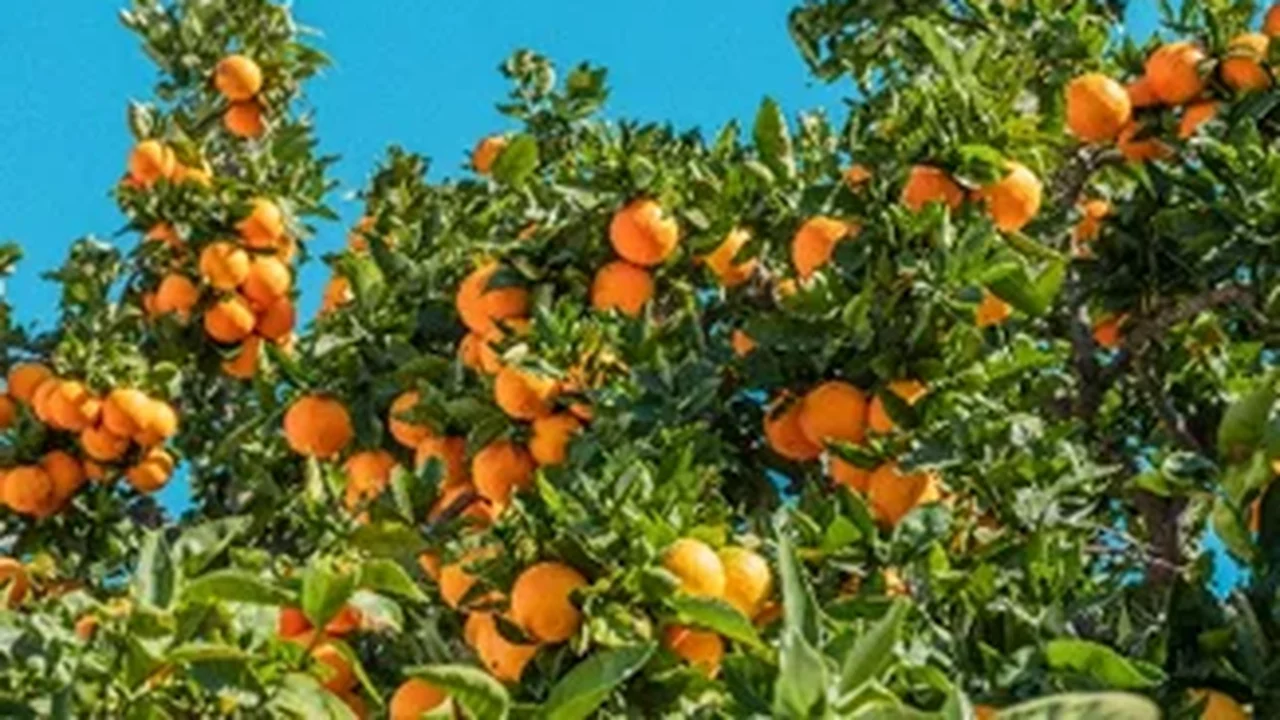 Da pesquisa ao campo: UPL Brasil leva inovação à Coopercitrus Expo