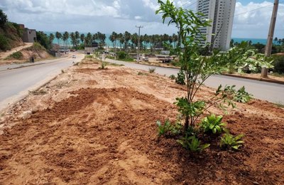 Prefeitura de Maceió inicia plantio de árvores em canteiro da Rota do Mar
