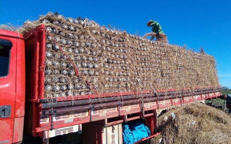 Abacaxi produzido em Alagoas conquista o mercado paulista