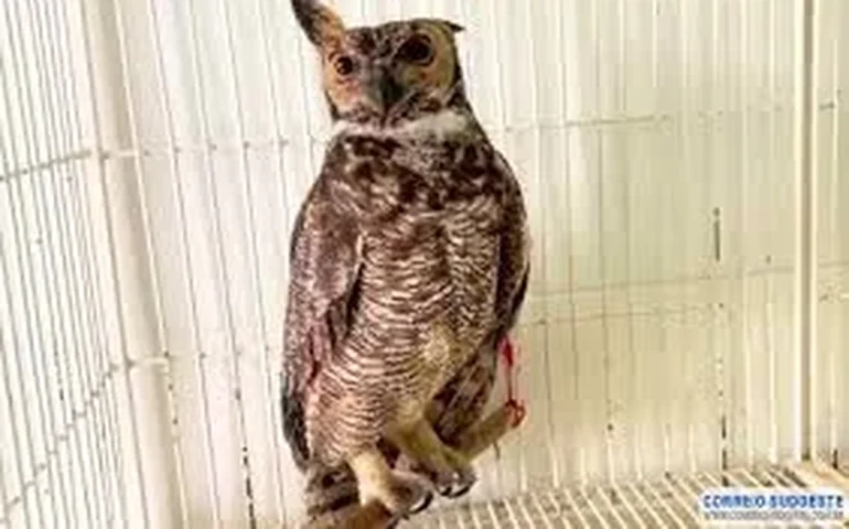 Coruja-de-igreja é resgatada ferida em rodoviária de Minas Gerais