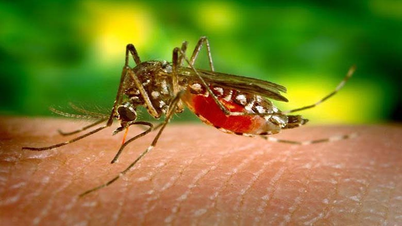 Febre amarela leva União a reconhecer situação de emergência em 64 cidades