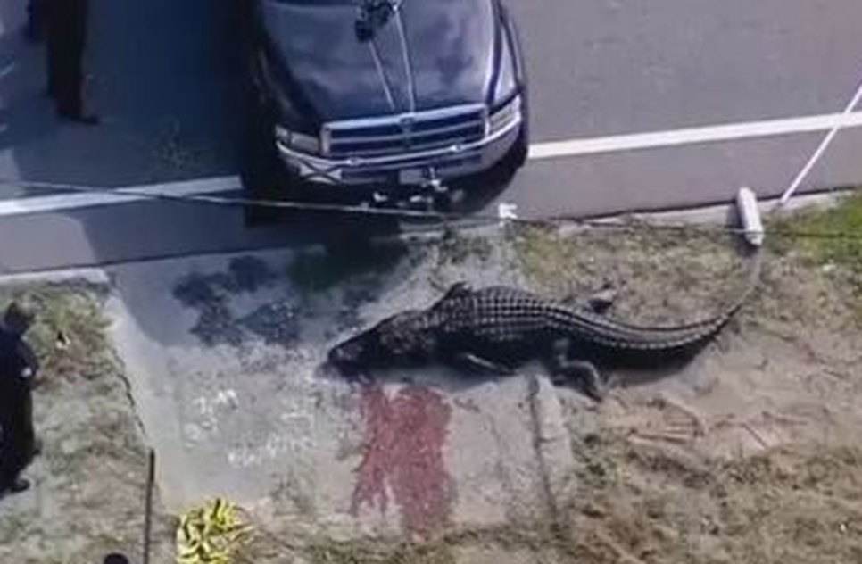 crocodilo-carrega-corpo-de-mulher-na-florida-25092023204414831
