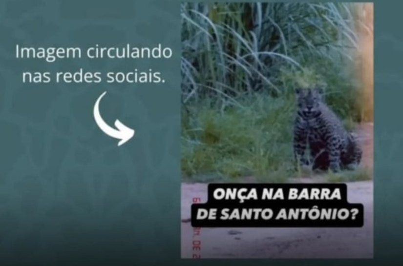 É falso o vídeo que mostra onça-pintada na Barra de Santo Antônio