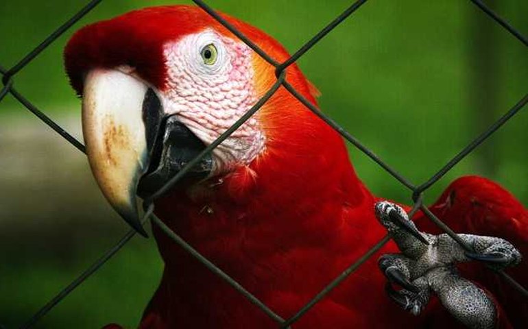 Denúncias ajudam no resgate de animais silvestres em cativeiro