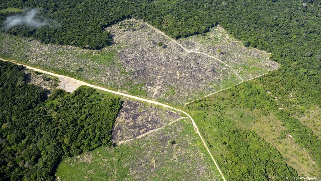 “Ricos com influência são os que mais desmatam a Amazônia”