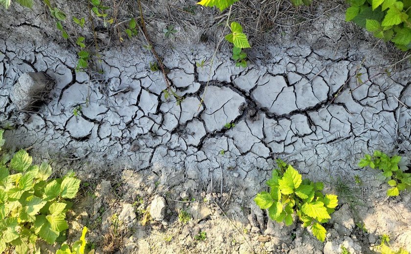 Seca histórica no Hemisfério Norte afeta economia global